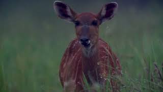 Nouabalé-Ndoki National Park Celebrates 30 Years | WCS Congo by Wildlife Conservation Society 1,422 views 3 months ago 5 minutes, 22 seconds