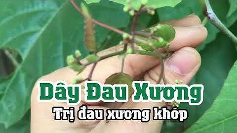 trị đau xương, tê tay, mõi gối bằng dây đau xương - cây chìa voi