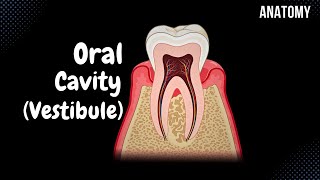 Oral Vestibule (Lips, Cheeks, Teeth, Gums)  Oral Cavity Anatomy