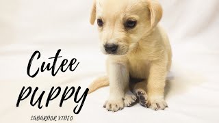 Dog puppy  funny video| labarador retriver puppy video |cutest puppy video | best dog breeds|