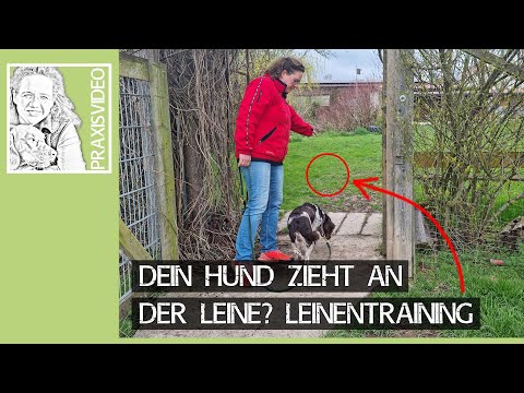 Video: Leine Training und warum es wichtig ist.