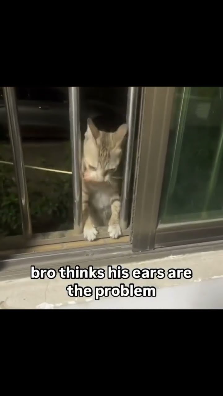 Kittyo like Brahh no lie I can’t get in here