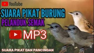 SUARA PIKAT BURUNG PELANDUK SEMAK