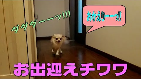 チワワ 殴る 動画 チワワ 殴る 動画