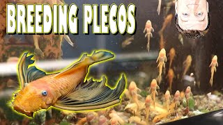 How to Raise and Breed Bristlenose Plecos with Master Breeder