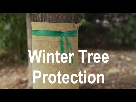 Video: Exfoliating Bark Trees: Interesante corteza de árbol en invierno