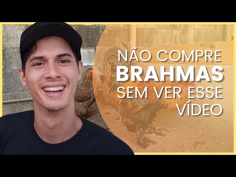 Vídeo: Criando galinhas leves de Brahma