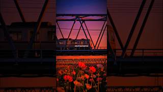 Cinnamon Girl – Lana Del Rey | lyrics | aesthetic | whatsapp Status | English songs | slowed 🌸