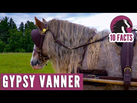 Video: Wann sind Gypsy Vanners ausgewachsen?