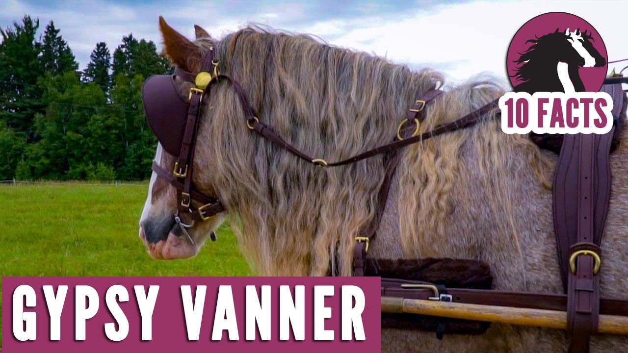 gypsy vanner horses