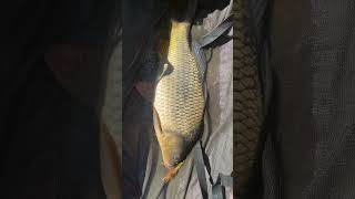 Each Carp is unique in their own way #carp #specimencarp #carpfishingsouthafrica #southafrica #fish