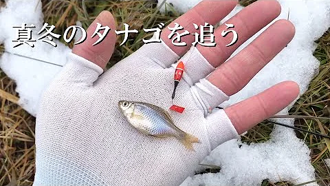 タナゴ 蔓延防止中に1人でポツンと遊水池でタナゴ釣り Mp3 タナゴ 蔓延防止中に1人でポツンと遊水池でタナゴ釣り Mp3