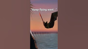 Help! Lost Bat - 3D Animation - Unreal Engine 5 #nature #shorts