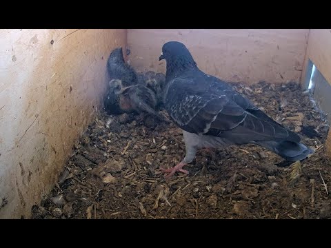 Help! Intruder pigeon