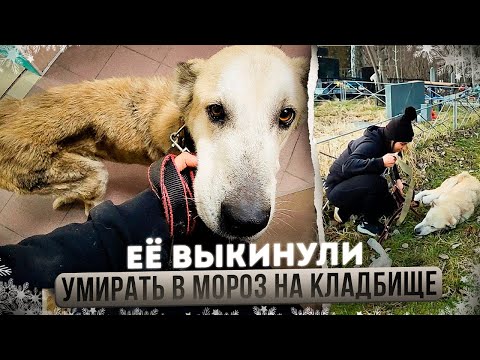 Выкинули оскелетевшую собаку на кладбище в морозы, у нее опухоли по телу. Онкология, нужна операция.