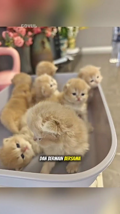 Gisel is thirsty after playing 😸💝 #shorts #animals