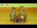 Funny Animals, Baby Monkey KAKO & LUNA Eating Sweet Red Milk Fruits