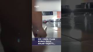 Artvin'de eve yılan girdi: Korku dolu anlar kameraya böyle yansıdı #shorts Resimi