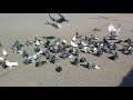 # Pigeons. Голуби Николаевские Серпатые.