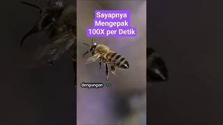 Sayap Lebah Mampu Mengepak 100X per Detik