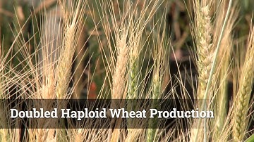 Doubled Haploid Wheat Production