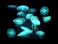 Primordial Waters - Thrive Theme