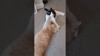 Cat Gives Love Bites | CUTE!