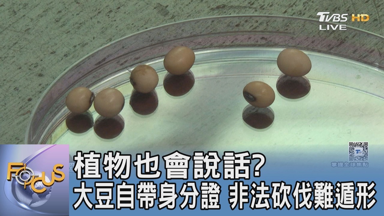 植物也會說話? 大豆自帶身分證 非法砍伐難遁形｜FOCUS午間新聞 20260522 @TVBSNEWS01