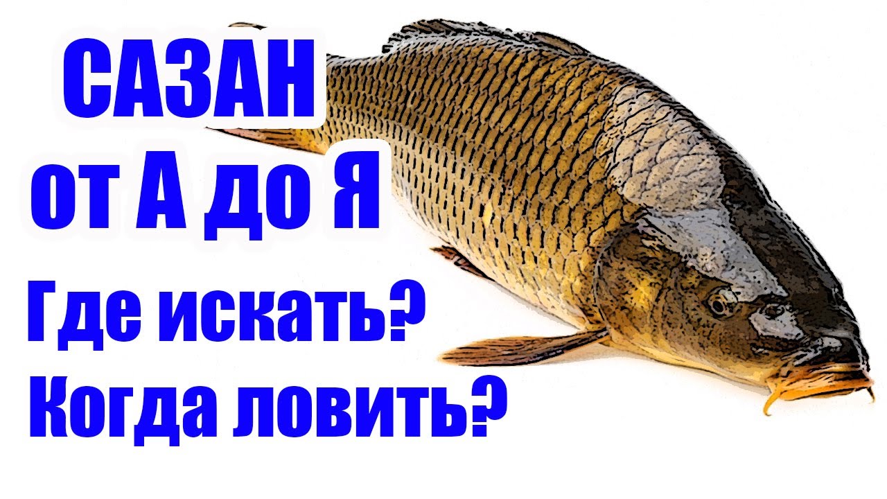 Сравнение сазана и судака: что лучше выбрать для рыбалки?