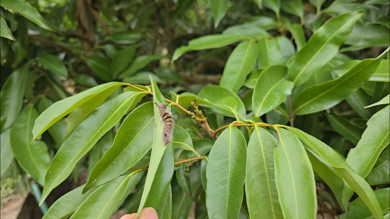 HOA VẢI LỤC NGẠN BỊ THỦ PHẠM CẮN CỤT I NÚI ĐỒI LỤC NGẠN