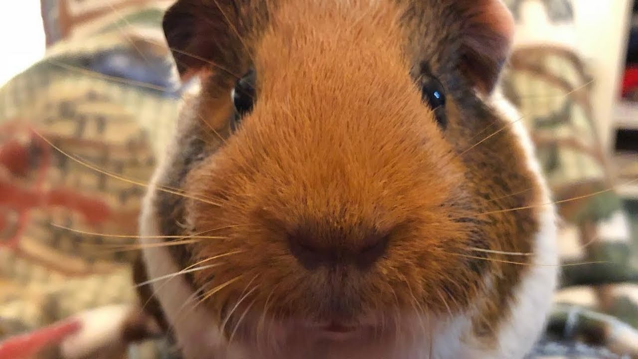 Baby Guinea Pigs Videos Compilation cute moment of the guinea pig ...