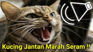 Suara Kucing Jantan Marah Mengerang !!!