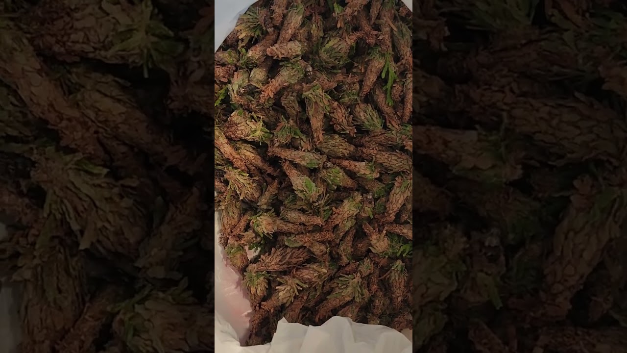 F*ck-ing BagWorms on our Arborvitae II 