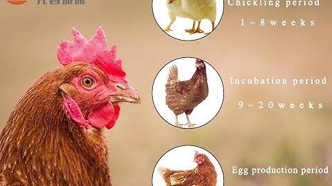 Application of bile acid on poultry