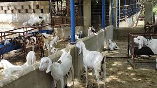 Rajanpori milking Goats available for new shelter.