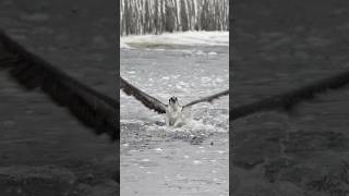 Osprey full dive and catch large fish 🐟!! Copyrighted 🎥 Canon R1 +RF 100-500 #birds #wildlife