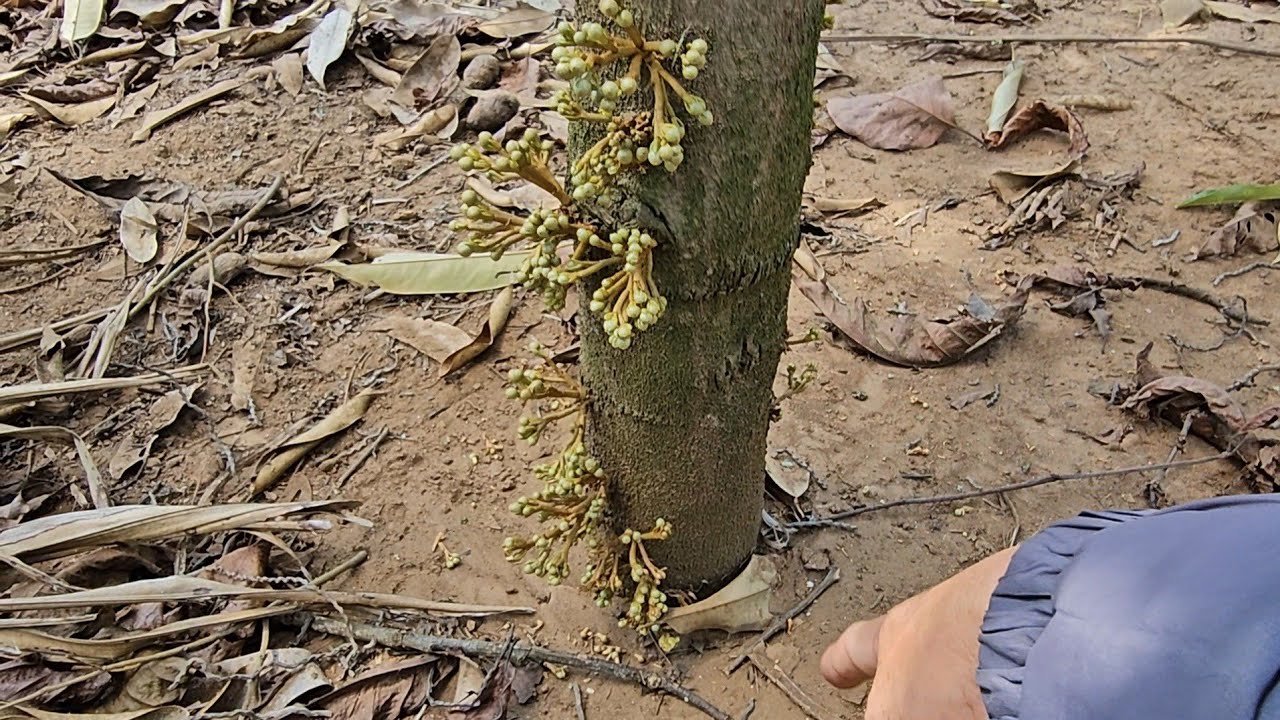 Sầu riêng 3 năm ra bông từ gốc đến ngọn. Đỉnh thật