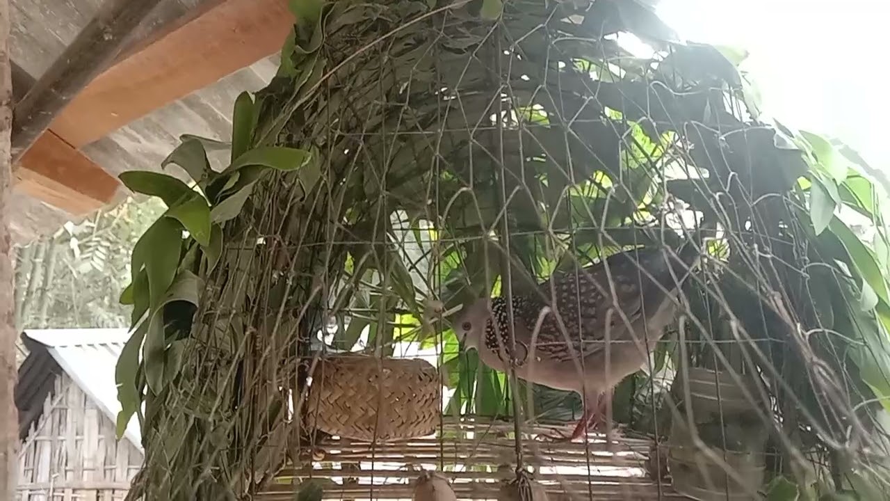 ❤️শিকারি ঘুঘু পাখির ডাক #দেশি তিলা ঘুঘু পাখির ডাক #❤️❤️