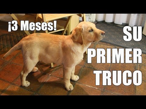 Video: Cómo Conseguir Un Cachorro Labrador