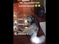 Dogs Scared of Their Own Farts 😱 — The Ultimate Ranking
