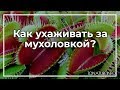 Как ухаживать за мухоловкой? | toNature.Info