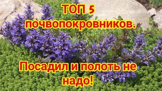 ТОП 5 великолепных почвопокровников Посадил и полоть не надо