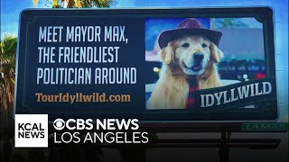 Heading to the Inland Empire to meet Idyllwild s paw-litician Mayor Max Let s Go Places