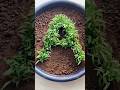 A Letter Name Created With Seeds 🌱💞 Natural Farming Skills 😍 Beautiful Seed growing