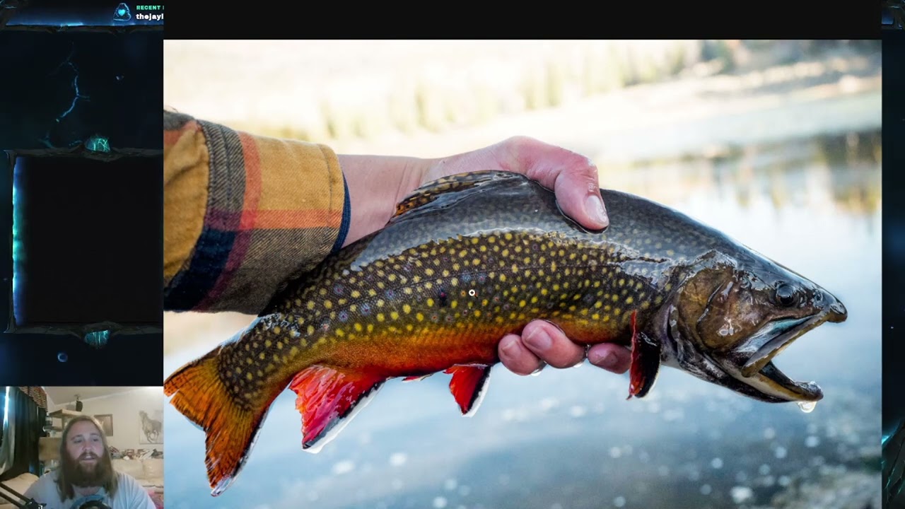 e Luks、TROUT FISHERMEN,BERK HILLS Fish Friday #216 - Brook Trout - YouTube