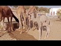 Camels of thar desert  camels the beauty of thar