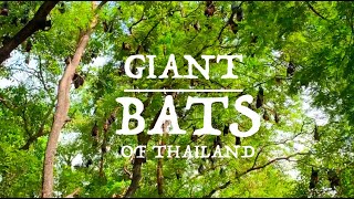 The biggest bats I've ever seen! GIANT BATS (Flying Foxes) IN THAILAND - Traveling on the Go