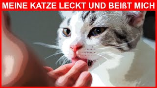 Lecken, dann beißen: Was bedeutet es, wenn Ihre Katze dies tut?