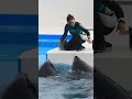 親子でレッスン「ラビー&ルーナ」 #Shorts #鴨川シーワールド #シャチ #kamogawaseaworld #orca #killerwhale