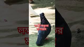 মুক্ষি কবুতরের ভিডিও মাশাল্লাহyoutubeshorts videos pigeon bird gopalganj